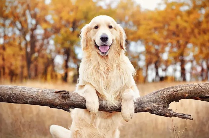 Unraveling the Charms of the Golden Retriever