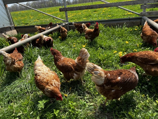 Exploring Farm Fresh Pasture-Raised Meat: A Sustainable and Healthy Choice